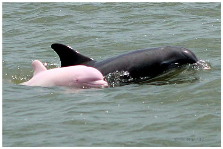 У редкого розового дельфина появился детеныш. Теперь есть надежда, что их будет больше Интересное