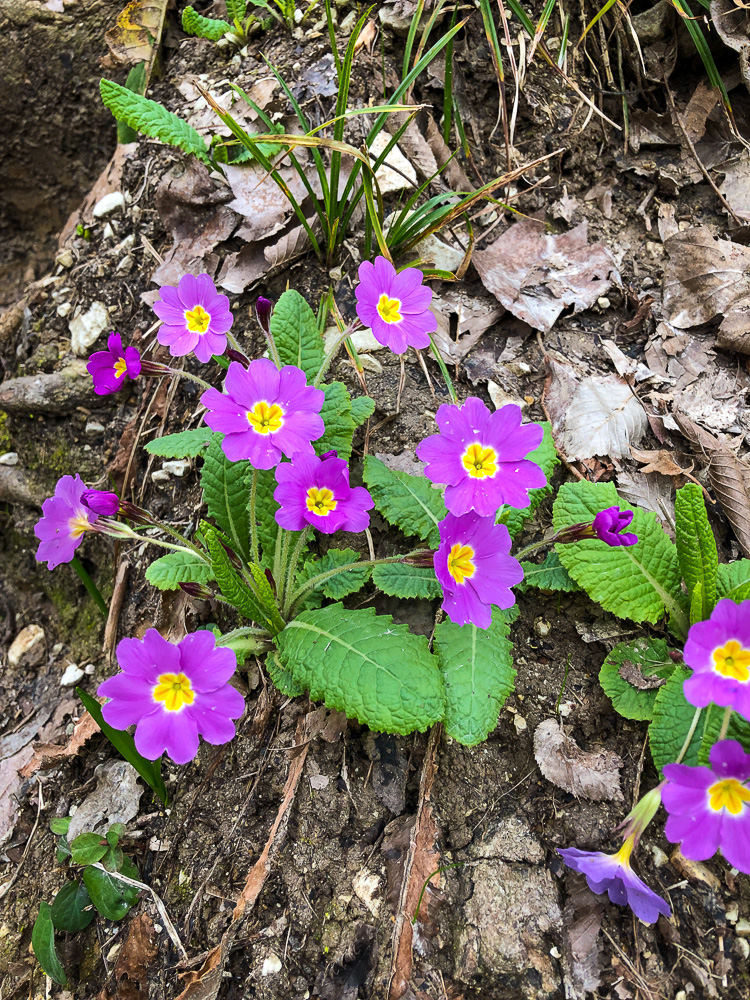 Зимняя весна в Сочи: первоцветы в Агурском ущелье 