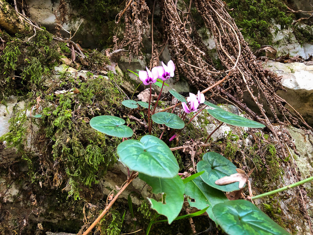 Зимняя весна в Сочи: первоцветы в Агурском ущелье 