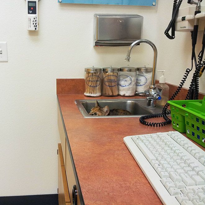 Куда кошки прячутся от ветеринаров МиР