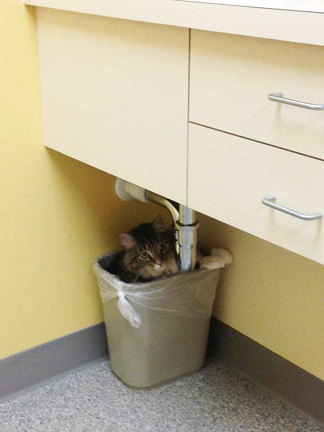Куда кошки прячутся от ветеринаров МиР