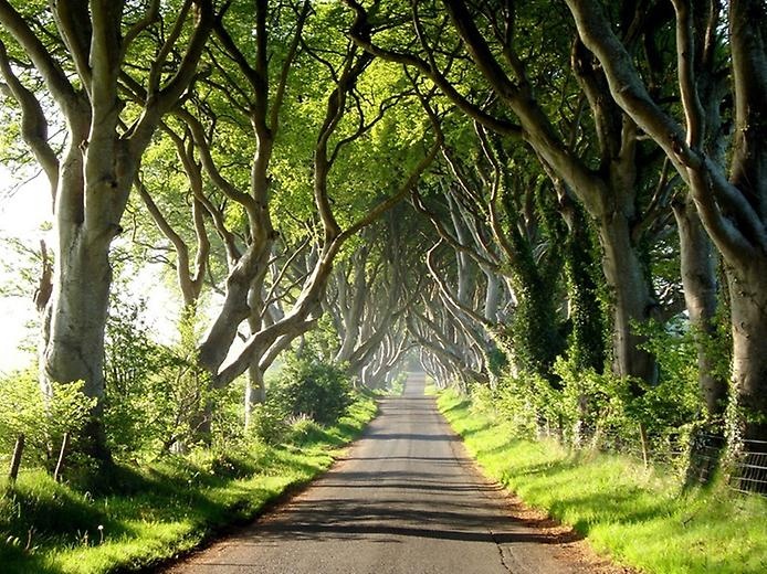 Тёмный тупик: ирландская дорога, овеянная легендами 