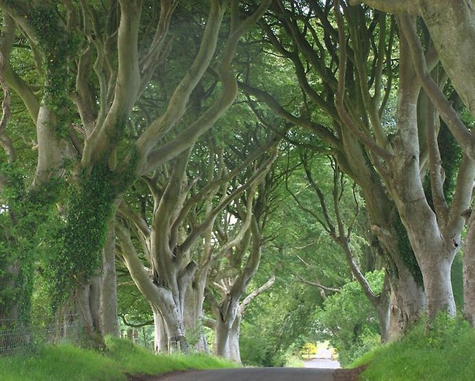 Тёмный тупик: ирландская дорога, овеянная легендами 
