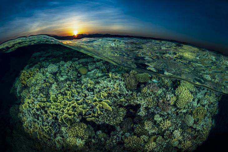 Дивный подводный мир в снимках призеров фотоконкурса Ocean Art 2018 Интересное