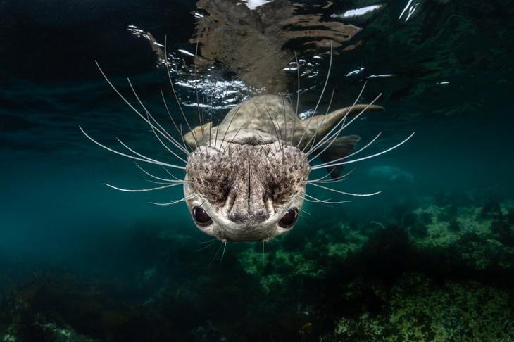 Дивный подводный мир в снимках призеров фотоконкурса Ocean Art 2018 Интересное